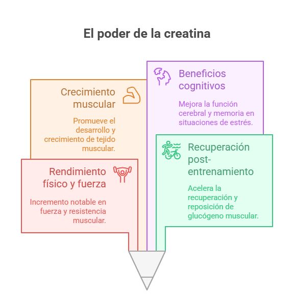 Beneficios de la Creatina